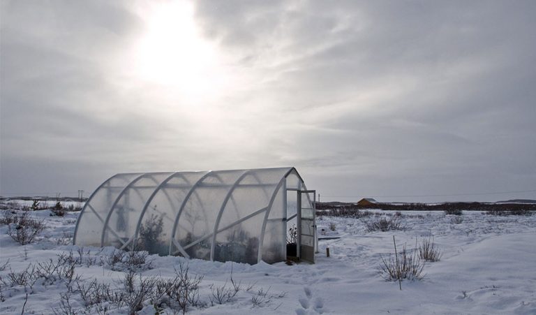 Featured image for winter greenhouse article