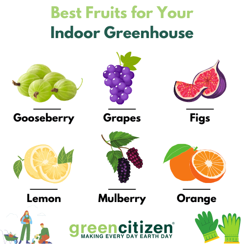 Best Fruits for Your Indoor Greenhouse
