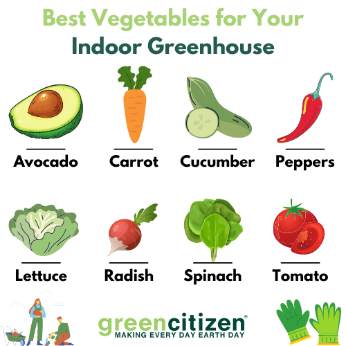 Best Vegetables for Your Indoor Greenhouse